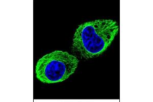 Confocal immunofluorescent analysis of TUBB2B Antibody (N-term) (ABIN655881 and ABIN2845283) with HepG2 cell followed by Alexa Fluor 488-conjugated goat anti-rabbit lgG (green). (TUBB2B 抗体  (N-Term))