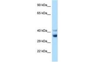 Image no. 1 for anti-NEK7 (NEK7) (C-Term) antibody (ABIN6748080) (NEK7 抗体  (C-Term))
