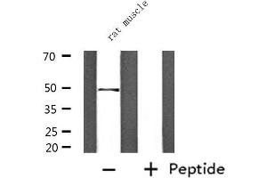Western blot analysis of extracts from rat muscle, using PPARD Antibody. (PPARD 抗体  (C-Term))