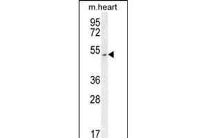 SLC10A4 Antibody (C-term) (ABIN654208 and ABIN2844051) western blot analysis in mouse heart tissue lysates (35 μg/lane). (SLC10A4 抗体  (C-Term))