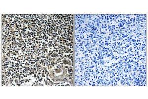 Immunohistochemistry (IHC) image for anti-Cerebellin 4 Precursor (CBLN4) (C-Term) antibody (ABIN1851074) (CBLN4 抗体  (C-Term))