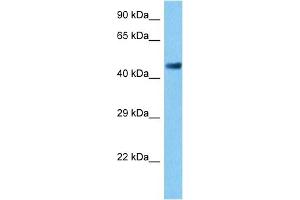 Western Blotting (WB) image for anti-Activating Transcription Factor 2 (ATF2) (C-Term) antibody (ABIN2778291)