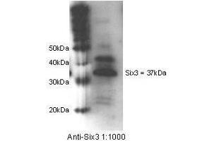 Anti-Six3 Antibody - Western Blot. (SIX3 抗体  (Internal Region))