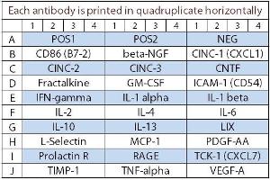 Image no. 1 for Rat Cytokine Array Q3 (ABIN625806) (大鼠 Cytokine Array Q3)