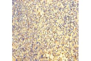 Immunohistochemistry of paraffin-embedded human spleen tissue using ABIN7164055 at dilution of 1:100 (POU3F2 抗体  (AA 1-443))