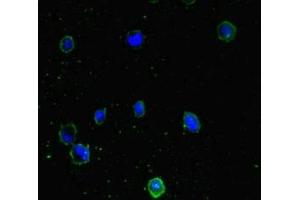Immunofluorescent analysis of MCF-7 cells using ABIN7165948 at dilution of 1:100 and Alexa Fluor 488-congugated AffiniPure Goat Anti-Rabbit IgG(H+L) (PPM1H 抗体  (AA 73-289))