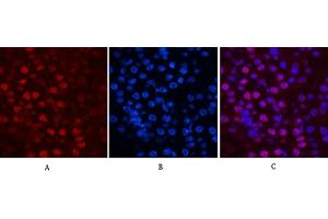 Immunofluorescence analysis of mouse kidney tissue. (Histone H2B 抗体)
