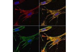 WI-38 (primary human fibroblasts) treated with IFITM3 polyclonal antibody (Red). (IFITM3 抗体  (N-Term))