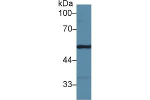 Western Blotting (WB) image for anti-Fibrinogen gamma Chain (FGG) (AA 168-405) antibody (ABIN7437560)