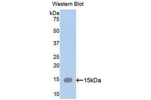 Western Blotting (WB) image for anti-Spectrin alpha Chain, Brain (SPTAN1) (AA 289-408) antibody (ABIN1172700) (SPTAN1 抗体  (AA 289-408))