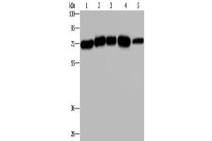Western Blotting (WB) image for anti-HIV-1 Rev Binding Protein (HRB) antibody (ABIN2429076) (AGFG1 抗体)