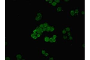 Immunofluorescent analysis of PC-3 cells using ABIN7159152 at dilution of 1:100 and Alexa Fluor 488-congugated AffiniPure Goat Anti-Rabbit IgG(H+L) (MED27 抗体  (AA 67-165))