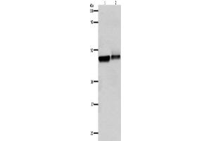 Western Blotting (WB) image for anti-Adrenergic, beta-2-, Receptor, Surface (ADRB2) antibody (ABIN2430973) (beta 2 Adrenergic Receptor 抗体)