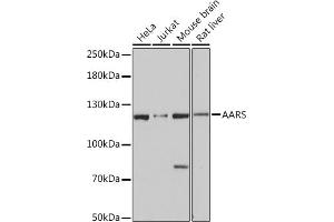 Western blot analysis of extracts of various cell lines, using AARS Rabbit pAb (ABIN7265526) at 1:3000 dilution. (AARS 抗体  (AA 1-100))