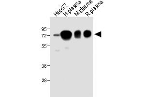 All lanes : Anti-HPX Antibody (Center) at 1:2000 dilution Lane 1: HepG2 whole cell lysate Lane 2: Human plasma lysate Lane 3: Mouse plasma lysate Lane 4: Rat plasma lysate Lysates/proteins at 20 μg per lane. (Hemopexin 抗体  (AA 200-227))