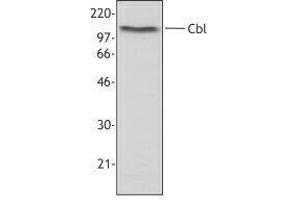 Western Blotting (WB) image for anti-Cas-Br-M (Murine) Ecotropic Retroviral Transforming Sequence (CBL) antibody (ABIN2665478) (CBL 抗体)