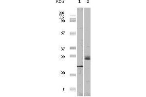 Western blot analysis using 4E-BP1 mouse mAb against truncated 4E-BP1 recombinant protein (1) and A431 cell lysate (2).