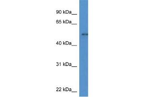 WB Suggested Anti-Nfia Antibody   Titration: 1. (NFIA 抗体  (C-Term))