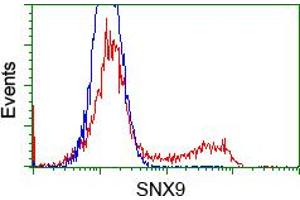 Image no. 2 for anti-Sorting Nexin 9 (SNX9) antibody (ABIN1501044) (SNX9 抗体)