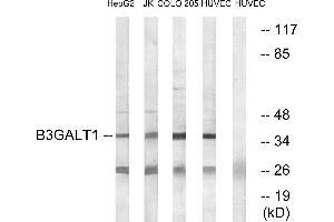 Western blot analysis of extracts from HepG2 cells, Jurkat cells, COLO cells and HUVEC cells, using B3GALT1 antibody. (B3GALT1 抗体)