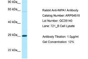 Western Blotting (WB) image for anti-Non Imprinted In Prader Willi/Angelman Syndrome Region Protein 1 (NIPA1) (C-Term) antibody (ABIN2789860) (NIPA1 抗体  (C-Term))