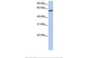 Image no. 1 for anti-Cortactin (CTTN) (AA 110-159) antibody (ABIN6738809) (Cortactin 抗体  (AA 110-159))