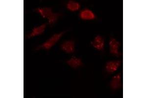 ABIN6274013 staining HepG2 by IF/ICC. (HAPLN1 抗体  (N-Term))