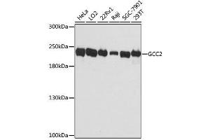 Western blot analysis of extracts of various cell lines, using GCC2 antibody. (GCC2 抗体  (AA 1-300))