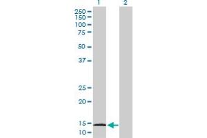 Western Blot analysis of AGR3 expression in transfected 293T cell line by AGR3 MaxPab polyclonal antibody. (AGR3 抗体  (AA 1-166))