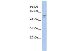 Image no. 1 for anti-Tripartite Motif Containing 14 (TRIM14) (AA 215-264) antibody (ABIN6742515) (TRIM14 抗体  (AA 215-264))
