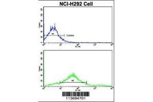 Flow cytometric analysis of NCI-H292 cells using Cadherin 7 (CDH7) Antibody (N-term)(bottom histogram) compared to a negative control cell (top histogram). (Cadherin 7 抗体  (N-Term))