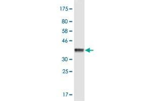 Western Blot detection against Immunogen (36. (KIF3B 抗体  (AA 648-747))