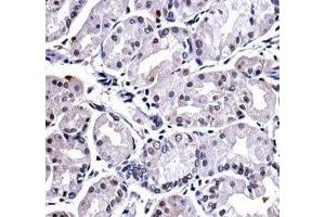 FOXP4 antibody immunohistochemistry analysis in formalin fixed and paraffin embedded human stomach tissue. (FOXP4 抗体  (AA 522-550))