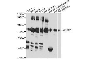 Western blot analysis of extracts of various cell lines, using ABCF2 antibody (ABIN6291735) at 1:1000 dilution. (ABCF2 抗体)