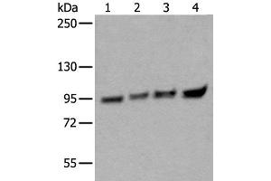 Western blot analysis of 293T HEPG2 Hela and K562 cell lysates using XAB2 Polyclonal Antibody at dilution of 1:300 (XAB2 抗体)