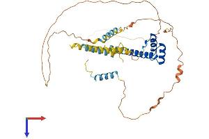 DMBX1 Protein (AA 1-382) (His tag)