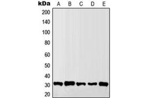 Western blot analysis of Granzyme B/H expression in MCF7 (A), Raw264. (Granzyme B/H (N-Term) 抗体)