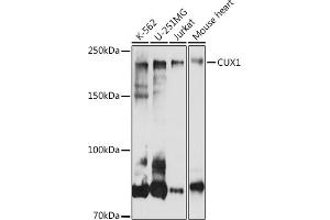 Western blot analysis of extracts of various cell lines, using CUX1 antibody (ABIN1679438, ABIN3015866, ABIN3015867 and ABIN6219446) at 1:1000 dilution. (CUX1 抗体  (AA 1-280))