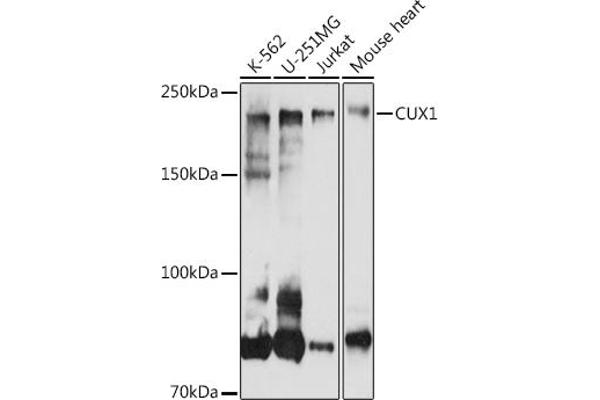 CUX1 抗体  (AA 1-280)