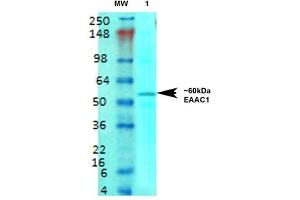 Western Blot analysis of Rat brain membrane lysate showing detection of EAAT3 protein using Mouse Anti-EAAT3 Monoclonal Antibody, Clone S180-41 . (SLC1A1 抗体  (AA 1-524) (FITC))