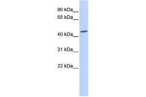 WB Suggested Anti-GJC2 Antibody Titration:  0. (GJC2 抗体  (Middle Region))