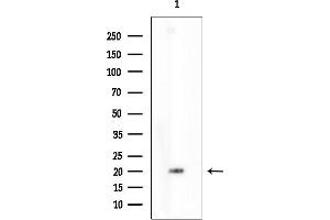 anti-Signal Peptidase Complex Subunit 3 Homolog (SPCS3) antibody