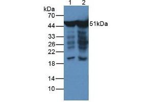 Western blot analysis of (1) Human HeLa cells and (2) Human Hepg2 Cells (ENO2/NSE 抗体  (AA 2-285))