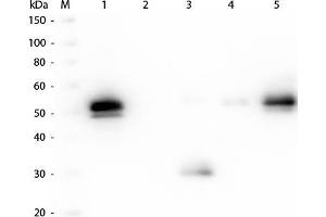 Western Blot of Anti-Rabbit IgG F(c) (GOAT) Antibody . (山羊 anti-兔 IgG (Fc Region) Antibody - Preadsorbed)