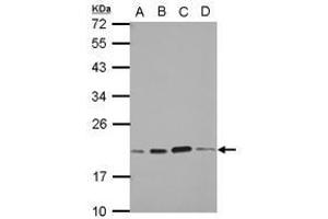 Image no. 3 for anti-S-Phase Kinase-Associated Protein 1 (SKP1) (AA 1-163) antibody (ABIN1500944) (SKP1 抗体  (AA 1-163))