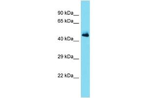 Western Blotting (WB) image for anti-serpin Peptidase Inhibitor, Clade A (Alpha-1 Antiproteinase, Antitrypsin), Member 11 (SERPINA11) (Middle Region) antibody (ABIN2791371)
