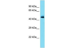 Host: Rabbit Target Name: SERPINA11 Sample Type: Fetal Heart lysates Antibody Dilution: 1. (SERPINA11 抗体  (Middle Region))