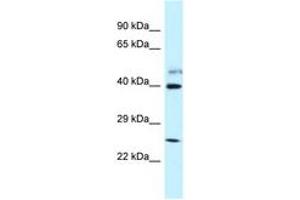 Image no. 1 for anti-Glutamate Receptor, Ionotropic, N-Methyl D-Aspartate-Like 1A (GRINL1A) (AA 283-332) antibody (ABIN6747701) (POLR2M 抗体  (AA 283-332))