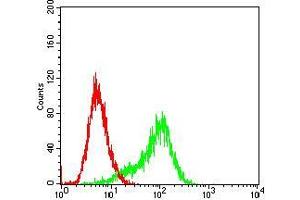 Flow cytometric analysis of Hela cells using RPS6KA2 mouse mAb (green) and negative control (red).