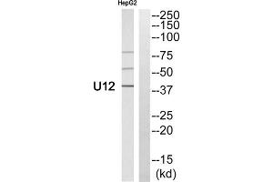 Western blot analysis of extracts from HepG2 cells, using U12 antibody. (RNU12-2P 抗体  (N-Term))